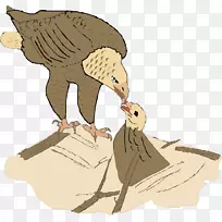 鹰图片-鹰喂食鹰材料图片