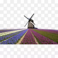 荷兰的Kinderdijk风车向风车墙纸倾斜-离荷兰房子很远