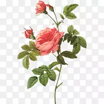 玫瑰画家印刷平版-手绘玫瑰插图