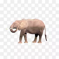 非洲象印度象走边
