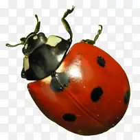 瓢虫，蝴蝶蚜虫-瓢虫