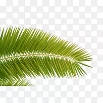 槟榔科椰子叶下载-椰子叶黄化图片材料
