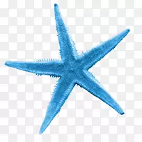 海星插图-蓝色海星