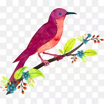 鸟类水彩画插图-五颜六色的雁