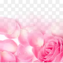 花园玫瑰粉红色花瓣墙纸-粉红色玫瑰花瓣海报背景网络情人节