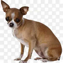 Sphynx猫狗小狗家养猪纹身-黄色狗