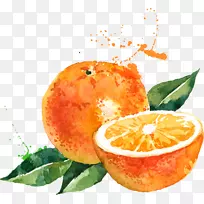 水彩画橙色插图.橙色