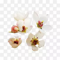 花卉设计花瓣设计师剪贴画鲜梨花瓣图片材料