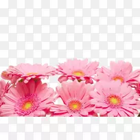 菊花xd7花瓣红花-粉红菊花装饰材料