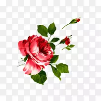 水彩画沙滩玫瑰下载-粉红色玫瑰花
