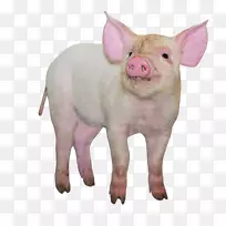 家猪google图像设计师牲畜-只管吃猪