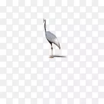 鹤水鸟嘴海鸟-顶部单鹤，动物，鸟类