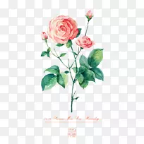 海滩玫瑰插画-手绘玫瑰