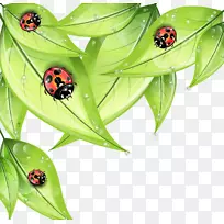 昆虫瓢虫-绘图-卡通画红瓢虫绿叶