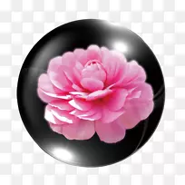 杨梅粉花墙纸牡丹装饰