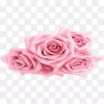 花园玫瑰、蜈蚣玫瑰、粉色花卉图案-牡丹