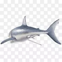 虎鲨大白鲨鱼翅汤饥饿鲨鱼进化-大白鲨躯干