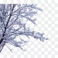 雪枝-树枝上的雪