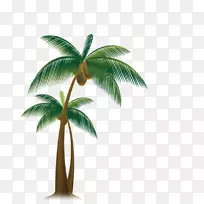 槟榔科椰子树-热带椰子树