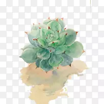 肉质植物水彩画素描肉质植物