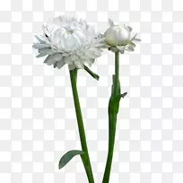 花卉设计师-一片白蜡菊花图片材料