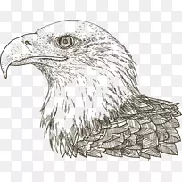 绘制鹰手绘鹰头肖像