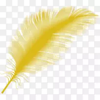 黄色羽毛特写羽毛