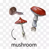 水彩画插图.蘑菇材料