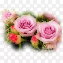 萨尔瓦多爱生日祝福花-粉红色玫瑰