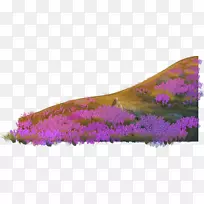 英国薰衣草紫载体-薰衣草至紫奇幻材料植物