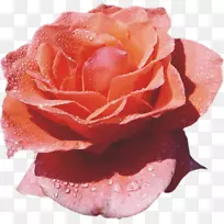花园玫瑰蜈蚣玫瑰下载-红花近距离与水滴