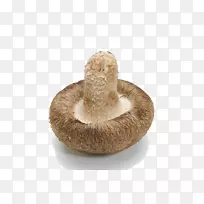 食用菌香菇食品.倒置蘑菇