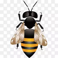 蜜蜂蜂巢-蜂媒