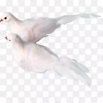 科伦巴科剪贴画-苍白的鸽子