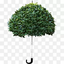 当亚马逊下雨时，不要站在树下，为90年代剩下的时间进行投资-绿色雨伞