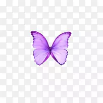 蝴蝶紫色飞蛾-梦中的紫色蝴蝶