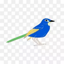 鸟鹦鹉夹艺术-蓝鸟