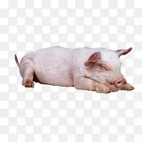 大白猪，大黑猪，格洛斯特郡老地方，英国本土猪，沉睡的粉红色猪