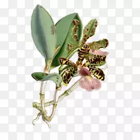 仙人掌(Cattleya Aclandiae)紫水晶兰花植物学插图-涂上未知植物