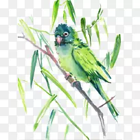 鸟绿鸟