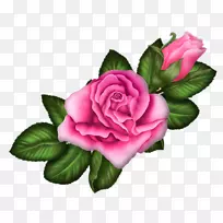 花园玫瑰、蜈蚣玫瑰、蔷薇花、粉红色玫瑰