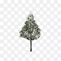 杉木黑白叶型树