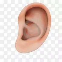 耳环结构.人耳结构