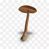 蘑菇菌丝图-棕色蘑菇