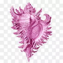艺术形式在自然贝壳海螺脆星海螺-粉红色海螺材料自由拉