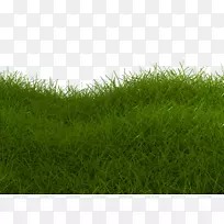 人工草坪草甸绿草坪绿草特写