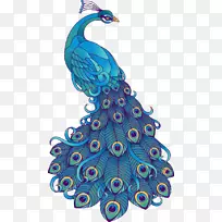 视觉艺术鸟孔雀绘画剪辑艺术手绘美丽的蓝色孔雀