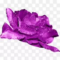 花滩玫瑰紫花瓣紫玫瑰
