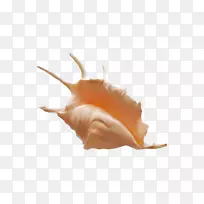 海螺-橙色美丽海螺