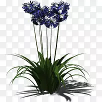 植物花卉设计花盆切花-植物